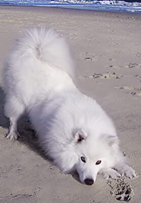 Official profile picture of Atka the Amazing Eskie