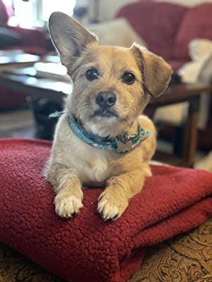 Official profile picture of Padfoot the Dog