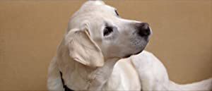 Official profile picture of Riley the Dog