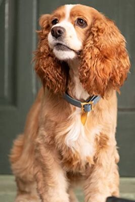 Official profile picture of Rose